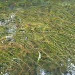  Herbier de myriophylle à épis dans un lac des Laurentides