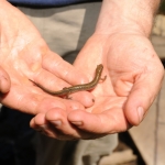  Salamandre inventoriée par l'équipe des « amphibiens et reptiles »